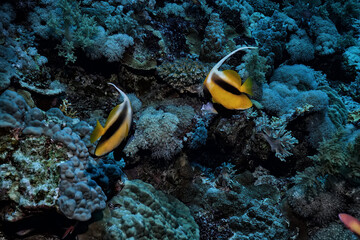 Naklejka na ściany i meble small fish on a coral reef underwater wildlife