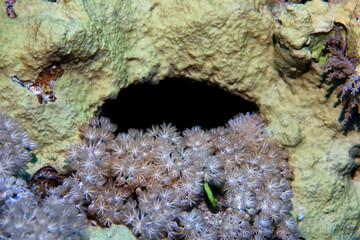 coral reef wallpaper background ocean tropical ecosystem underwater