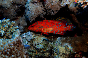 Obraz na płótnie Canvas grouper underwater photo, fish diving nature wildlife