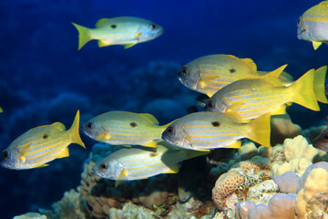 Naklejka premium small fish on a coral reef underwater wildlife