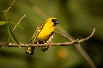 Yellow masked weaver on a branch