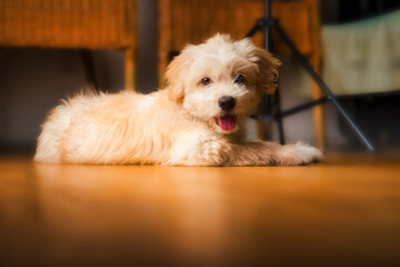 Close up of a cute Maltipoo dog resting on the floor with a cute smile