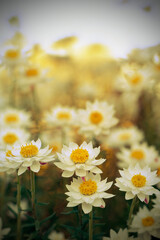 Vintage toned spring summer wildflower meadow nature background. Australian native white and yellow everlasting daisies, Rhodanthe anthemoides, family Asteraceae. Endemic to montane regions - 563533311