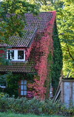Autumn in the Heath Lüneburger Heide, Walsrode, Lower Saxony