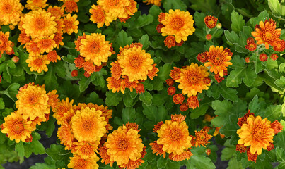 orange chrysanthemum In the fresh flower garden.
