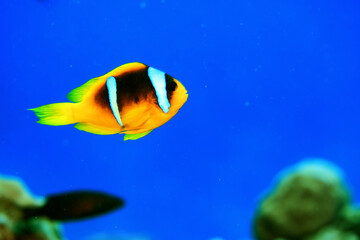 clown fish red sea, underwater reef anemone