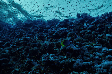 texture coral underwater reef background sea