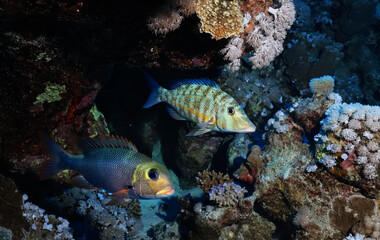 Naklejka na ściany i meble coral reef wallpaper background ocean tropical ecosystem underwater
