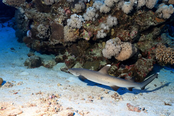 reef shark underwater photo wildlife