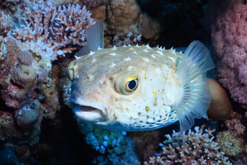 puffer fish underwater photo animals wildlife red sea egypt