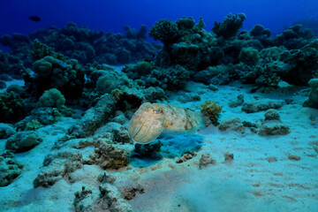 cuttlefish underwater photo wildlife sea