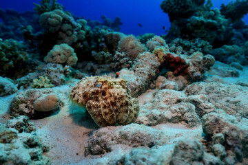 cuttlefish underwater photo wildlife sea