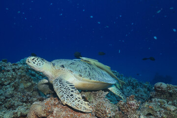 big sea turtle underwater photo, fish clingers, symbiosis ecosystem