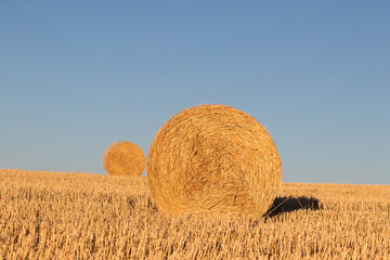 Bales of straw on the harvested wheat field.