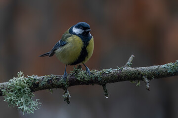 Obraz na płótnie Canvas Great Tit (Parus major) on a branch in a forest of Noord Brabant in the Netherlands. Background with autumn colors. 