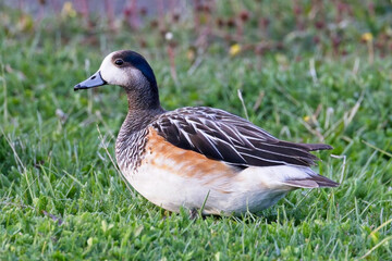 Chiloé Wigeon, Tierra del Fuego, Patagonia, Argentina.