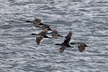 Imperial Shag, group flying, Beagle Channel, Argentina.