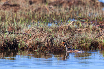 Great crested grebe in the water at a nest