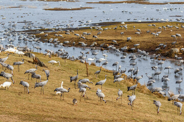 Resting cranes and swans on the meadow at a lake