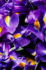 English Irises background - 563535586