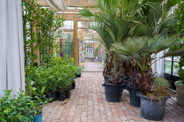 Lush tropical greenhouse full of various exotic plants, benches inside of glass orangery. Evergreen plants, palms, ferns growing in pavilion at botanical garden
