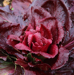 Close-up of red  Chioggia Radicchio covered with raindrops in the field. Italian radicchio cultivation on winter. Italian Chicory. Cichorium intybus on a rainy day