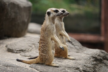 Fototapeta premium twin meerkat on the lookout
