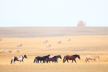 Fototapeta horses running across the steppe, dynamic freedom herd obraz