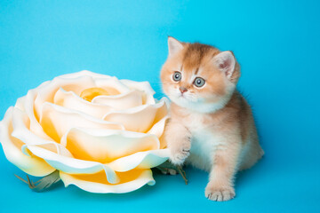 fluffy golden chinchilla kitten with a flower on a blue background