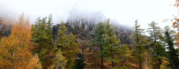 autumn forest background, tree in nature landscape