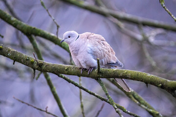 collared dove on a branch
