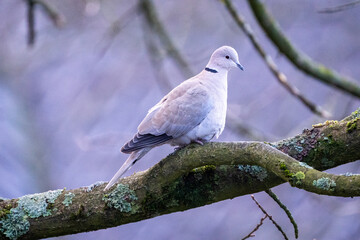 collared dove on a branch