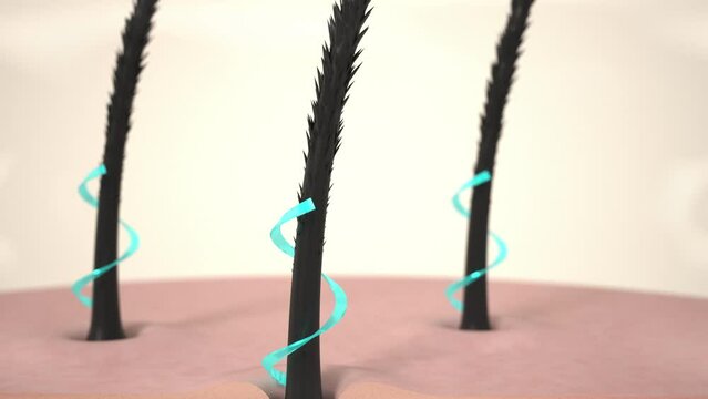 Hair care, Animation Nourish hair action of shampoo or serum. Repair damaged hair. 3d Animation.