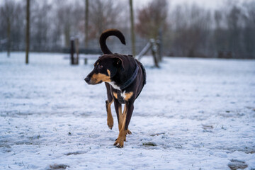 black dog in snow