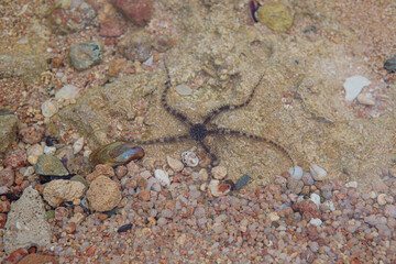 star on the beach