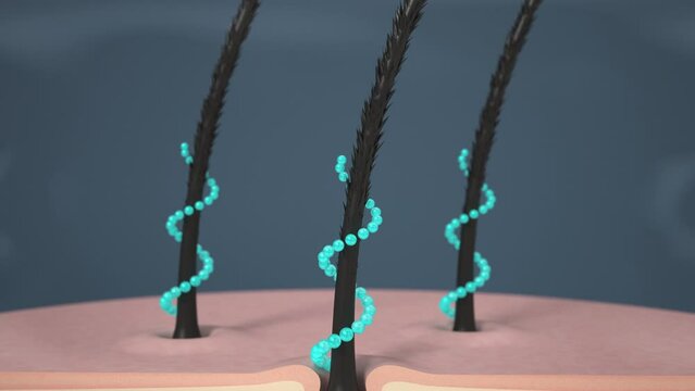 Hair care, Animation Nourish hair action of shampoo or serum. Repair damaged hair. 3d Animation.