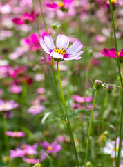 flowers cosmos  close up in full bloom In a colorful and bright field
