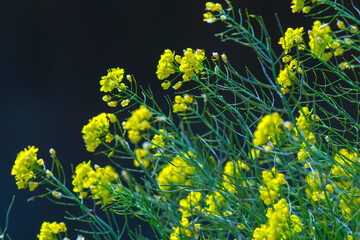綺麗な黄色い花を咲かせた菜の花 黒背景
