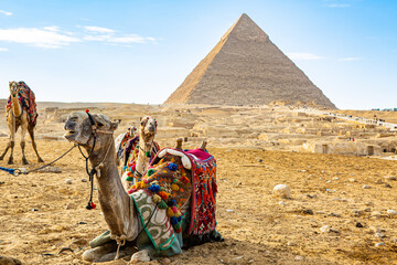 camel in the desert