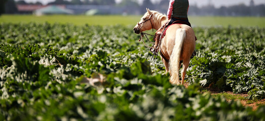 Horse Weathern stands in a vegetable field with rider and looks attentively to the left, horse...