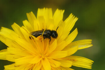 Closeup on a dark black Shaggy solitary bee, Panurgus species, typically found in yellow flowers