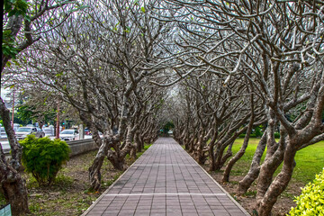Avenue of Plumeria trees
