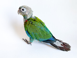Baby bird of Crimson bellied conure parrot on the white background