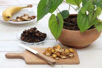 Fresh and dried banana peel good for plant and flower fertilization. Banana peel good for plant fertilization cut and put into a flowerpot with  Chinese yam, lat. Dioscorea opposita.