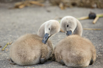 cute swan chicks cleaning before sleep