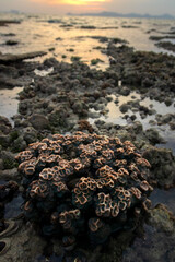 Coral during low tide in the morning with sunrise at Koh Kradan in Trang, Thailand. 