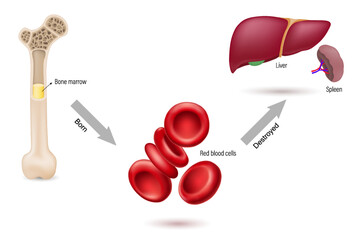 Bone marrow is the source of red blood cells.
and is destroyed by the liver and spleen. Erythrocytes.