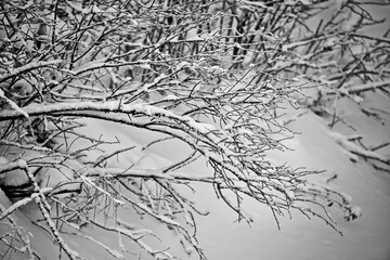 Snow-covered branches of trees in the forest after a snowfall.