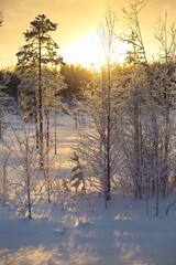 Snow-covered trees in the January snowfall in the forest.