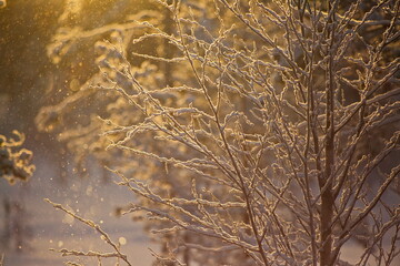 Snow-covered trees in the January snowfall in the forest.